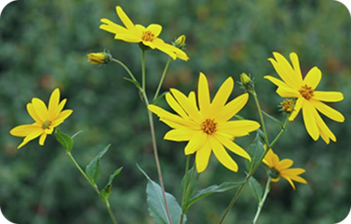 Jerusalem Artichoke