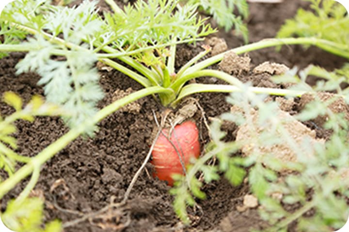 Living Soil