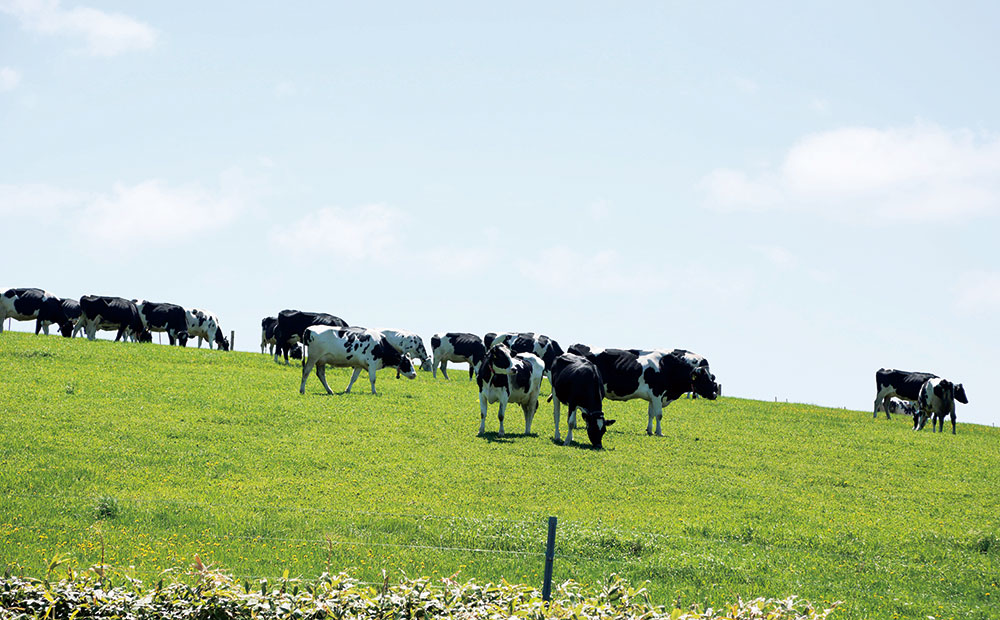 人も牛も健康に。牛が快適に過ごせる環境を目指しています