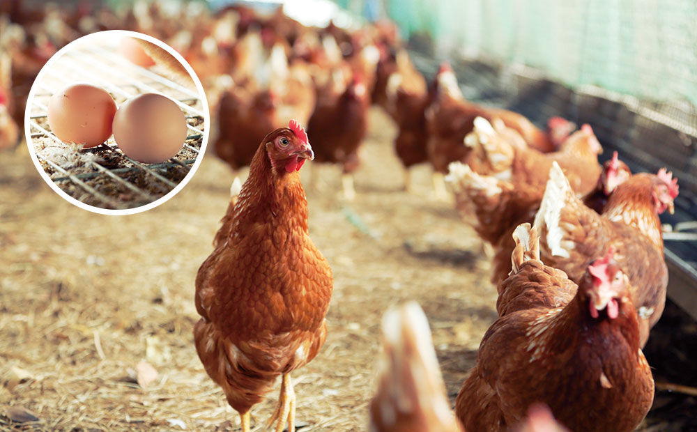 健康な卵は 健康な鶏から生まれます ワタミオーガニック公式サイト