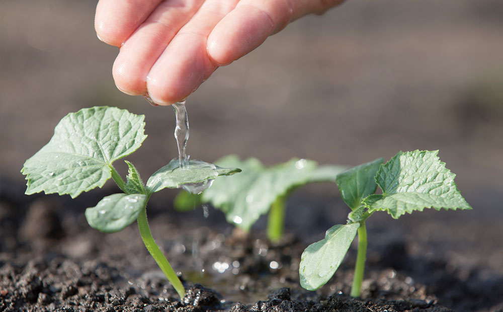 作物に不可欠な水分量の調節は、土づくりで叶える！