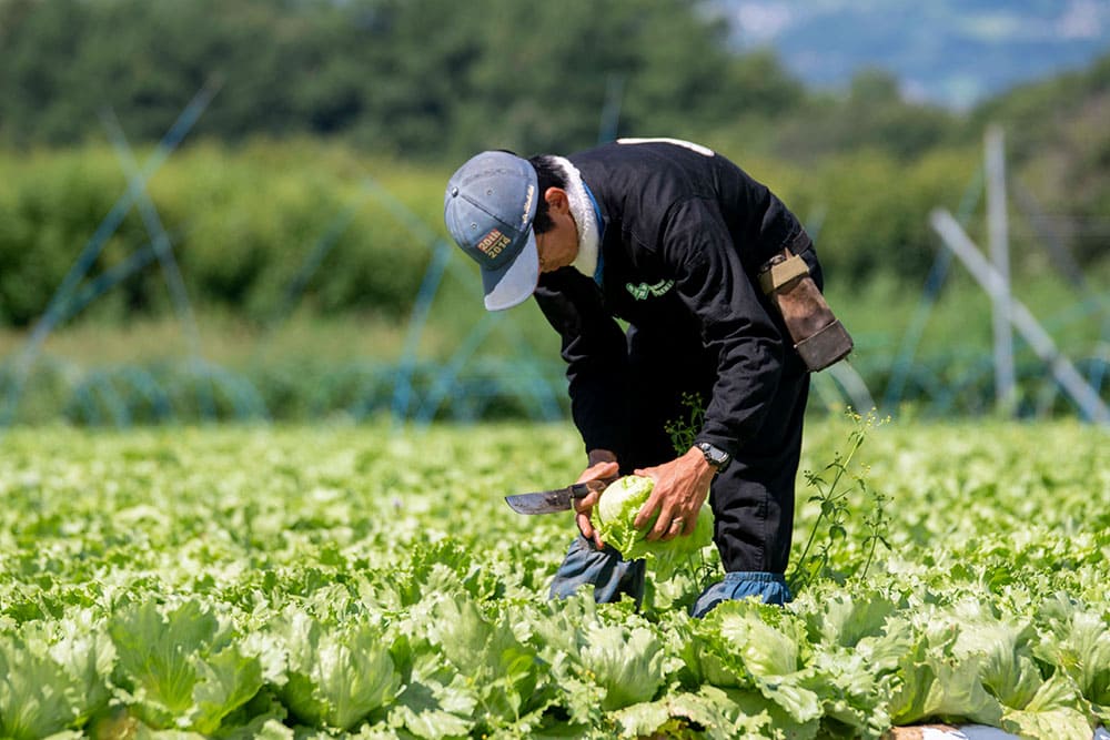 レタス生産量全国1位の長野で作る、有機栽培の玉レタス