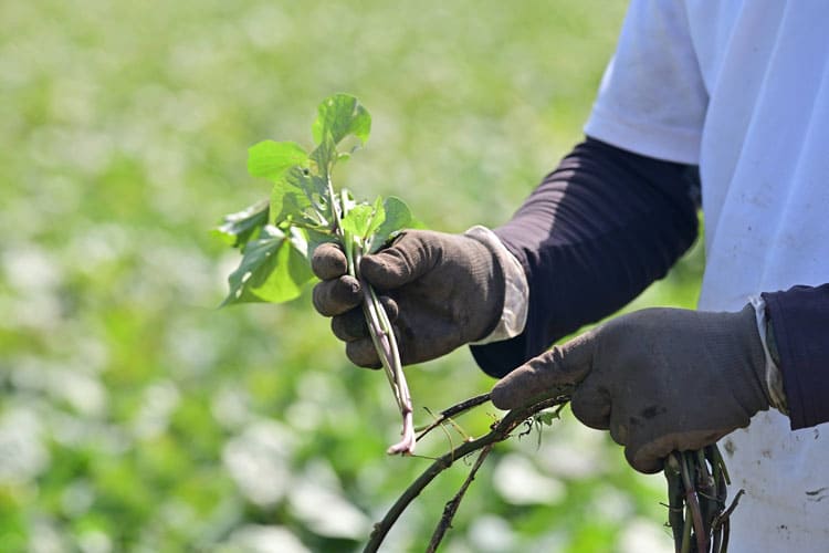 サツマイモ苗４万本を、岡田さん含め４人で丁寧に手作業で植えつけます。